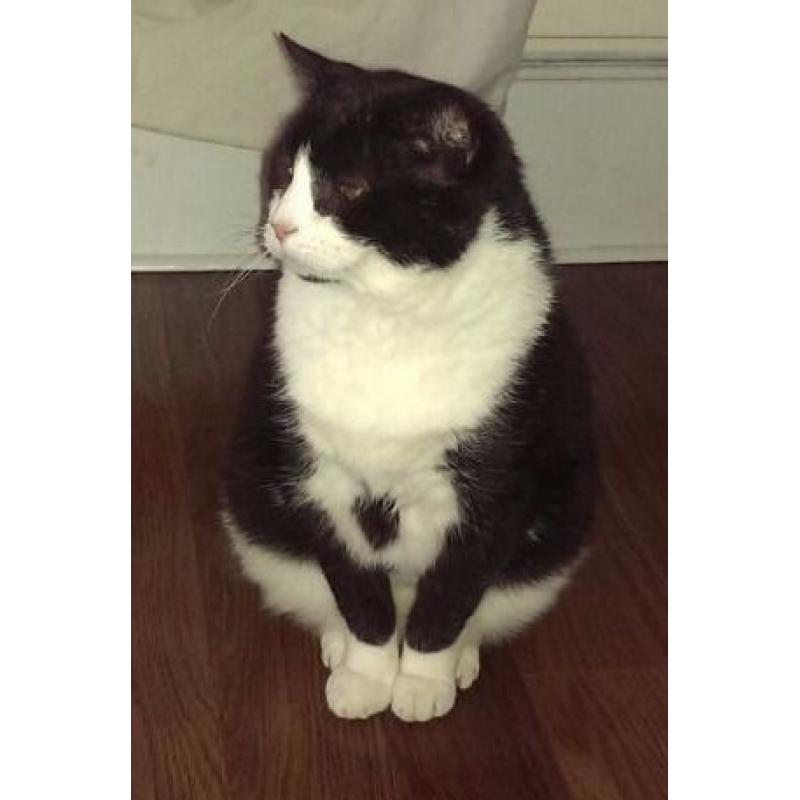 Black & White male cat lost in Broomhill
