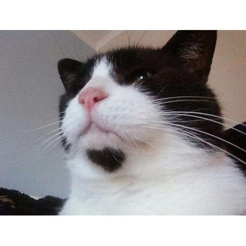 Black & White male cat lost in Broomhill