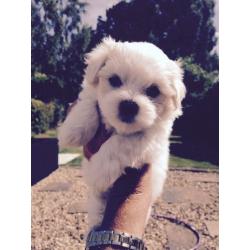 Maltese Puppies