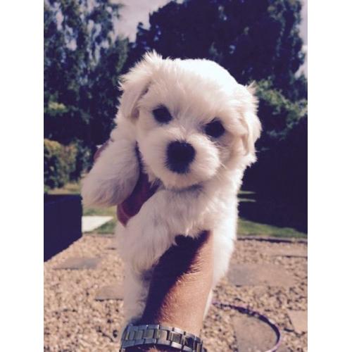 Maltese Puppies