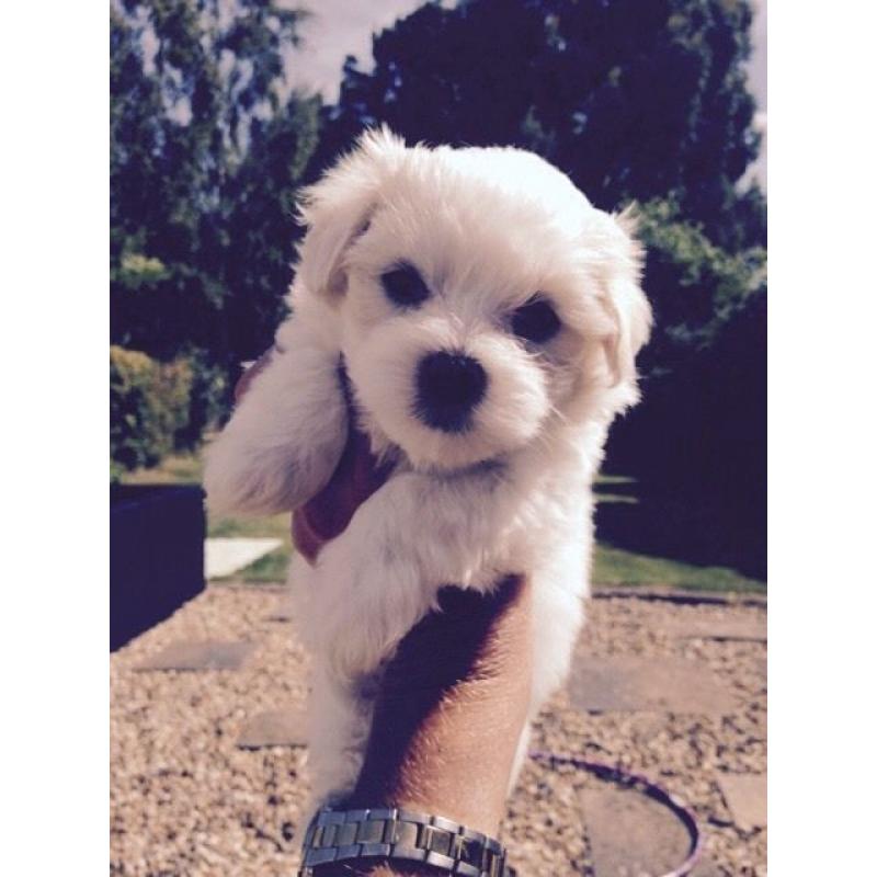 Maltese Puppies