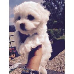 Maltese Puppies