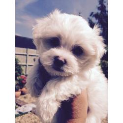 Maltese Puppies
