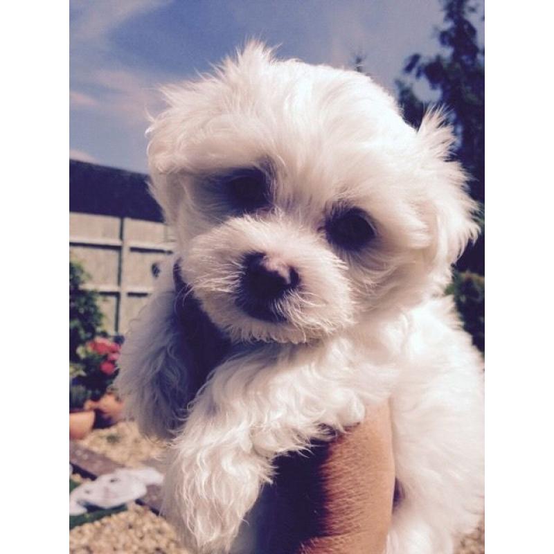 Maltese Puppies