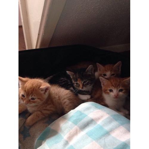 Perfect kittens ready now