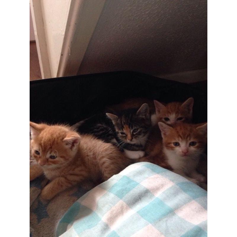 Perfect kittens ready now