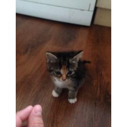 Perfect kittens ready now