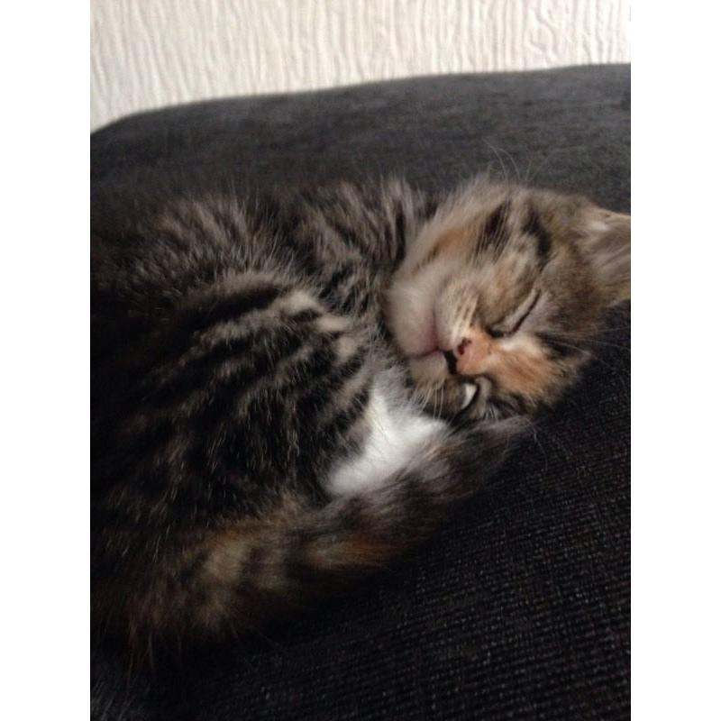 Perfect kittens ready now
