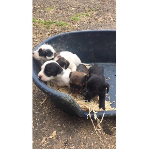 Cocker x Jack Russell