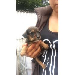 Cocker x Jack Russell
