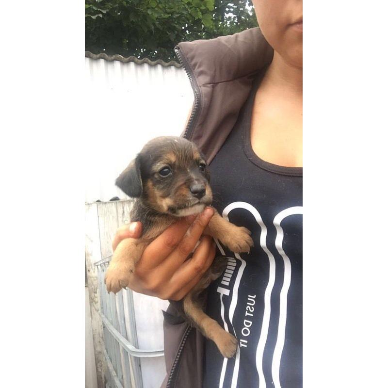 Cocker x Jack Russell