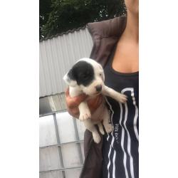 Cocker x Jack Russell