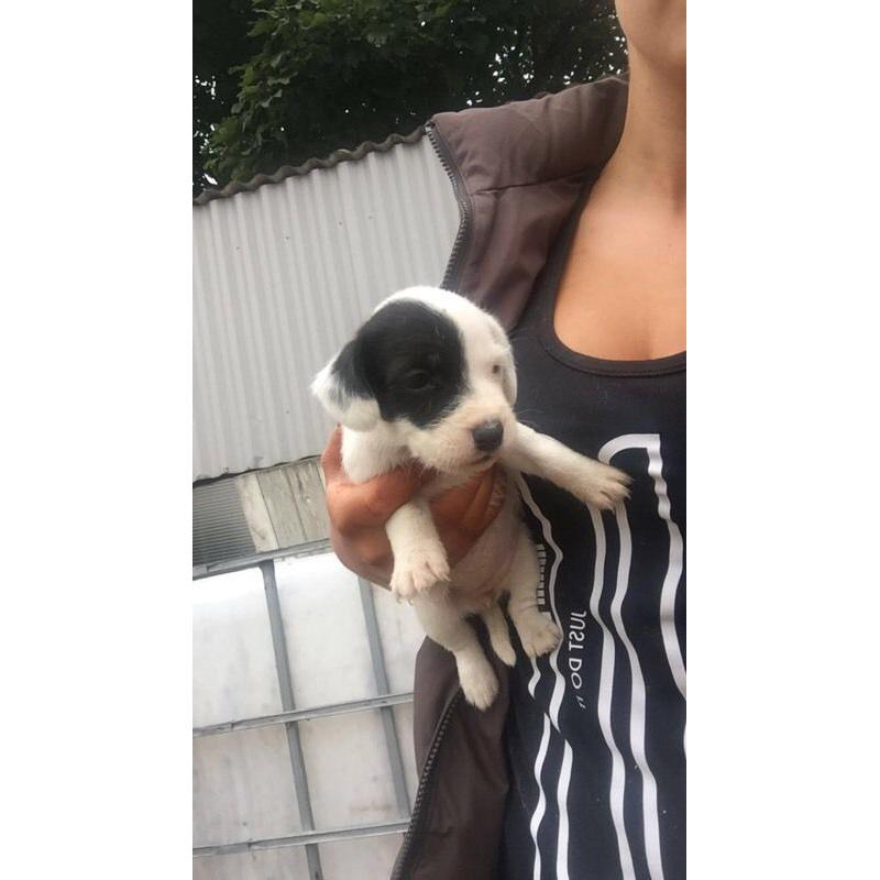 Cocker x Jack Russell