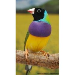 3 cock black headed gouldian finches. Purple breast and white breast