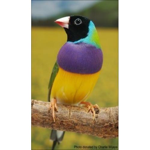 3 cock black headed gouldian finches. Purple breast and white breast