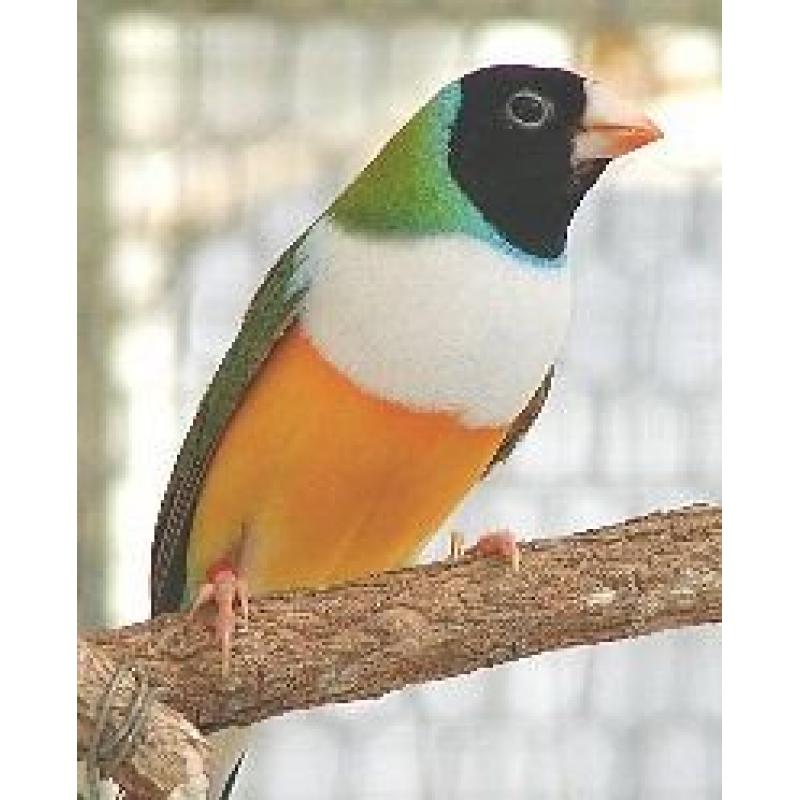 3 cock black headed gouldian finches. Purple breast and white breast