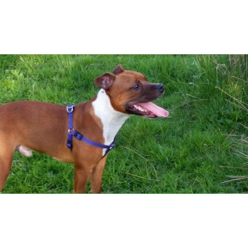 Full staffy