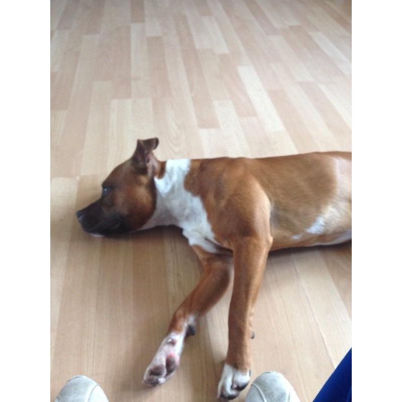 Full staffy