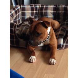 Full staffy