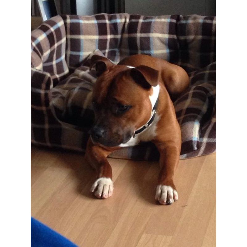 Full staffy