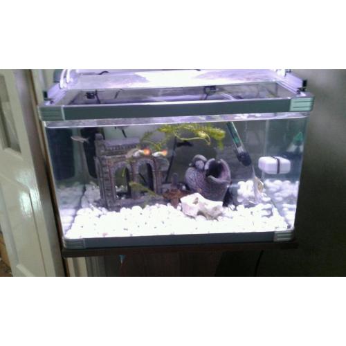 Fish tank with stand