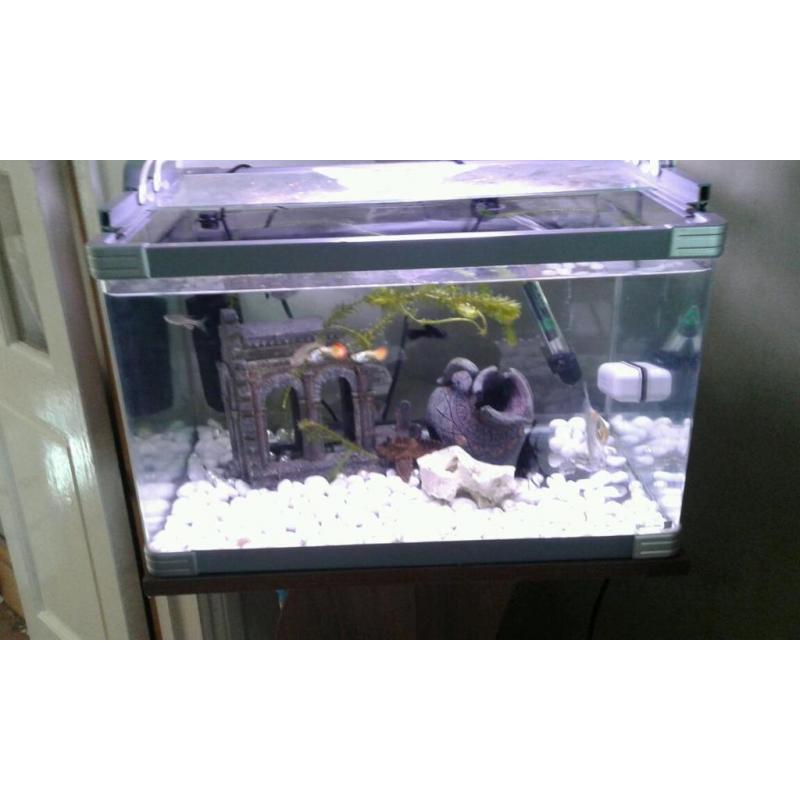 Fish tank with stand