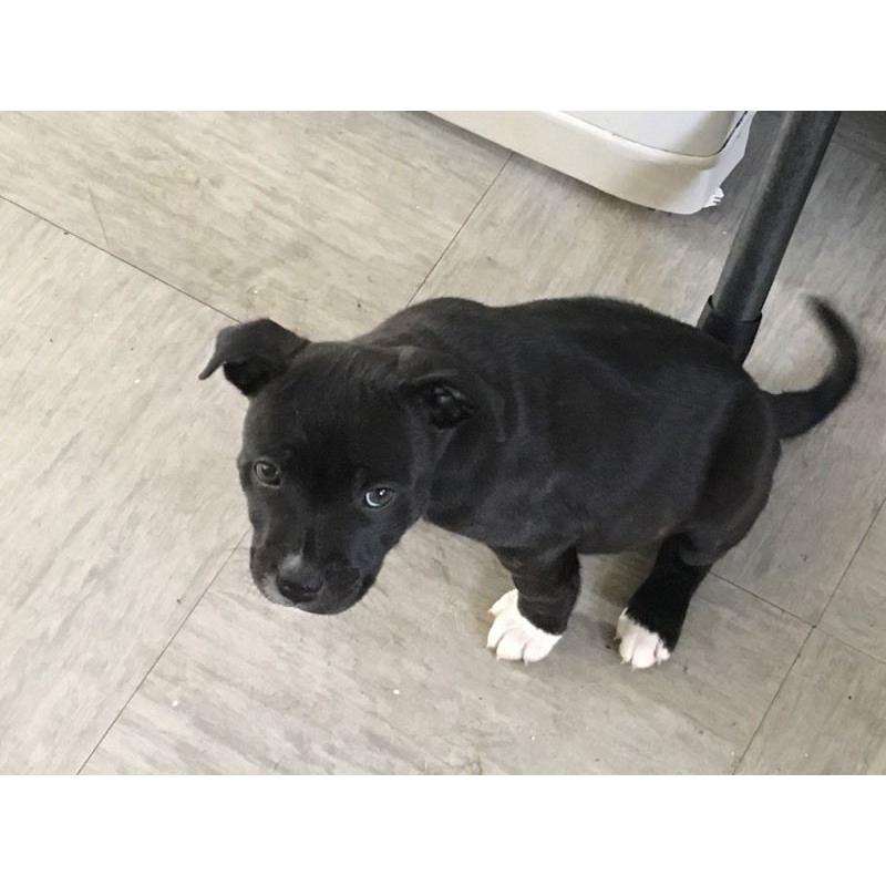 Blue Black Staffordshire Bull Terriers
