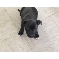 Blue Black Staffordshire Bull Terriers