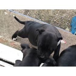 Blue Black Staffordshire Bull Terriers