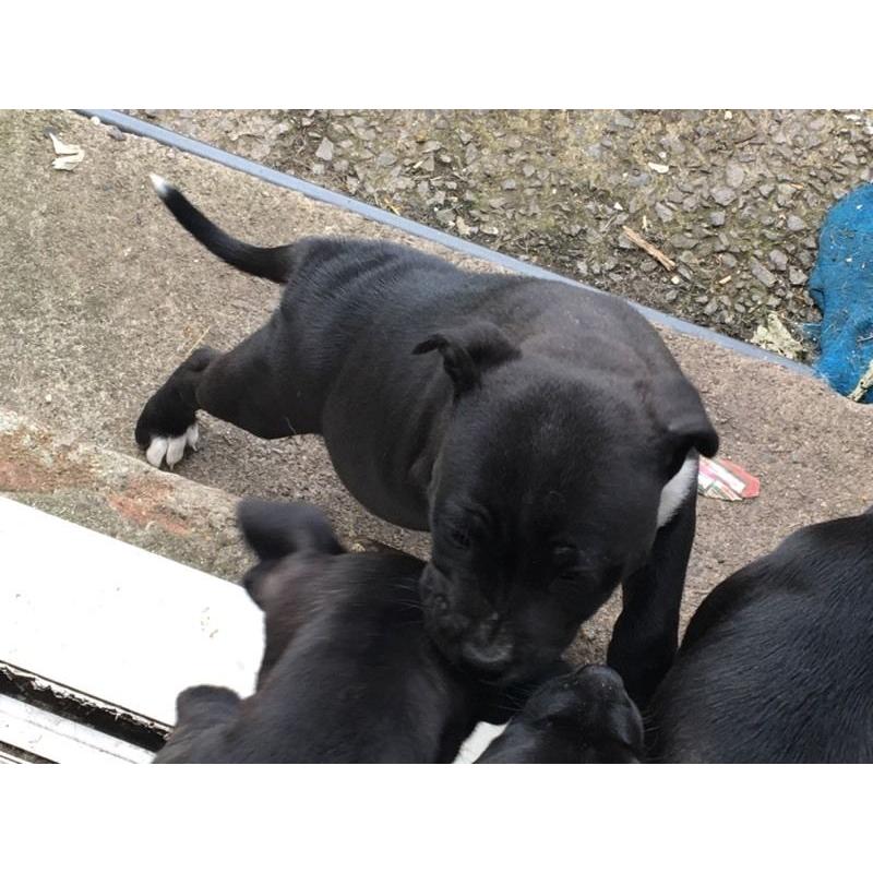 Blue Black Staffordshire Bull Terriers