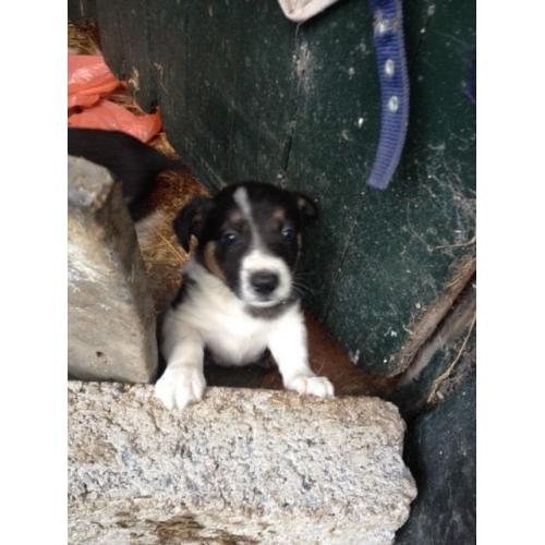Friendly Pups looking new home