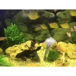 Fish tank