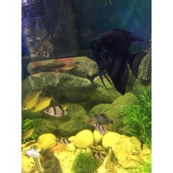 Fish tank