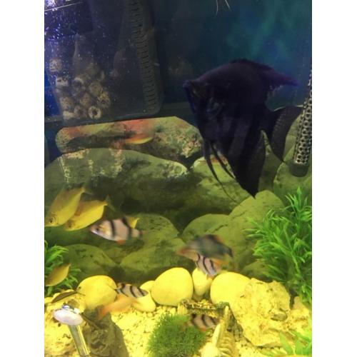 Fish tank