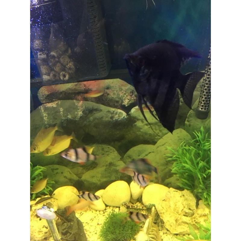 Fish tank