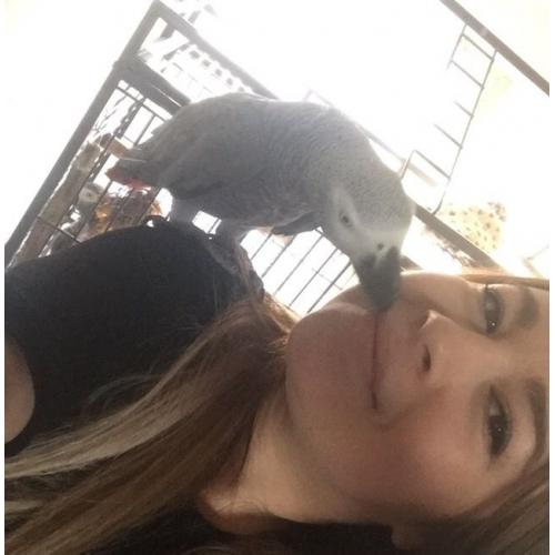 AFRICAN GREY PARROT