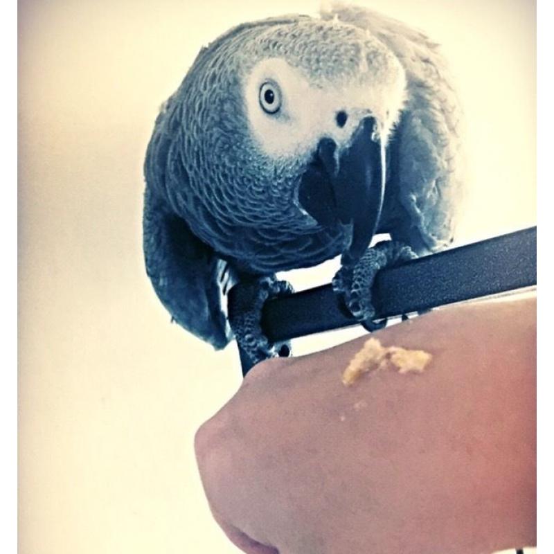 AFRICAN GREY PARROT