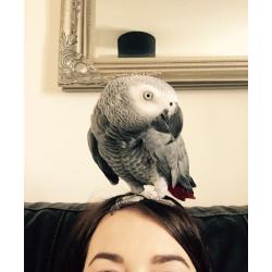 AFRICAN GREY PARROT