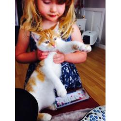 16 week old kitten forsale