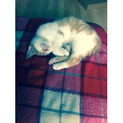 16 week old kitten forsale