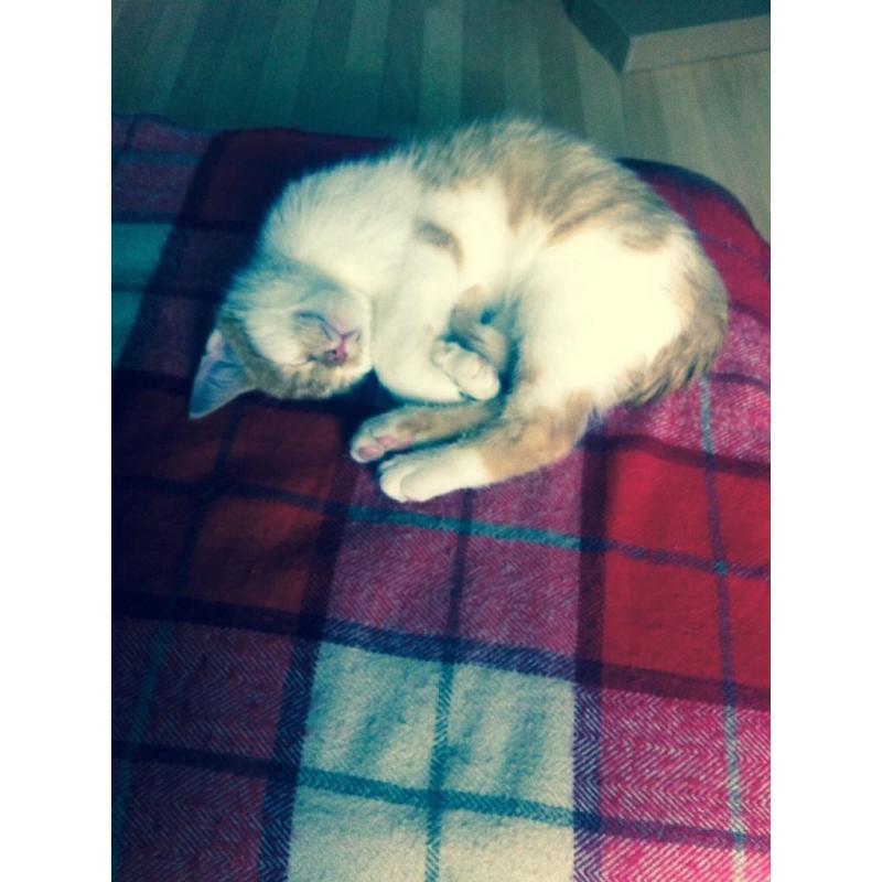 16 week old kitten forsale