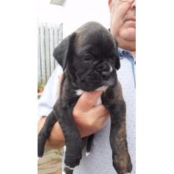 Boxer Puppies