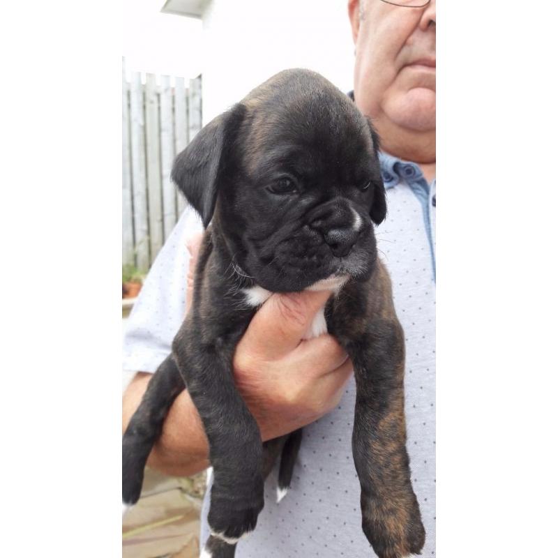 Boxer Puppies