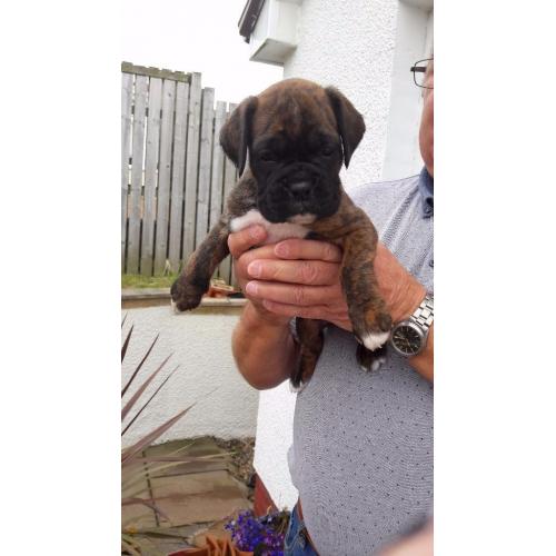 Boxer Puppies