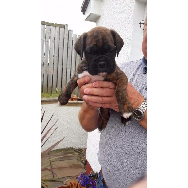 Boxer Puppies
