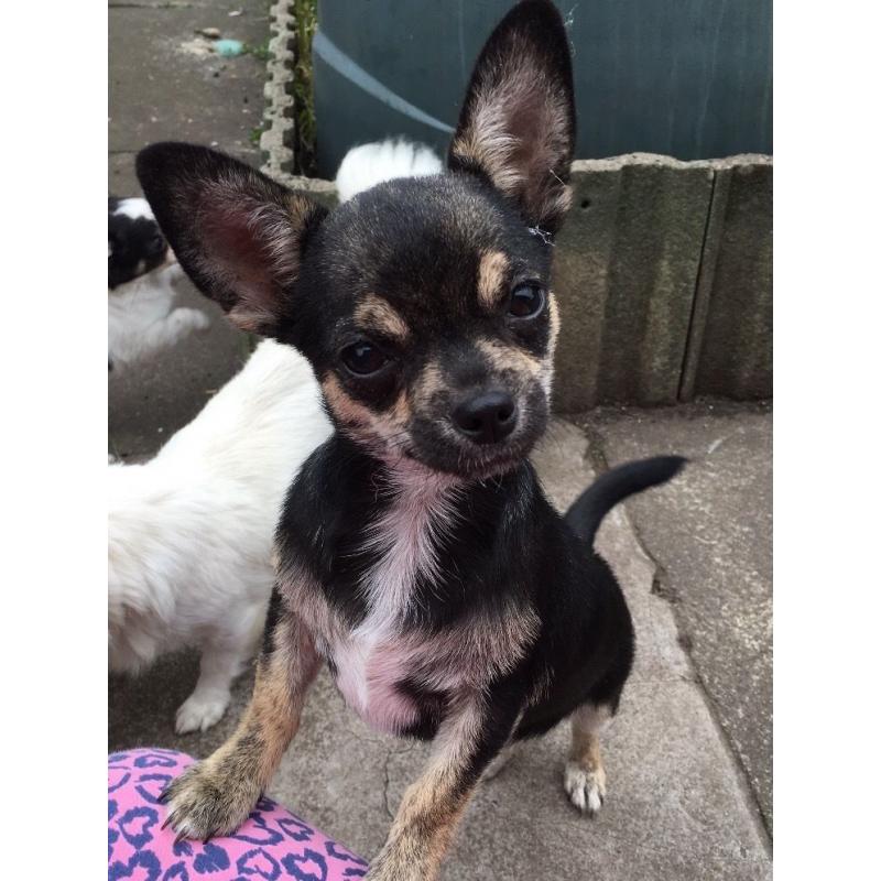 Kc reg male chihuahua puppy