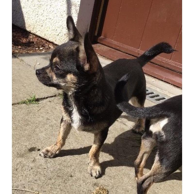 Kc reg male chihuahua puppy