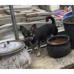 Kc reg male chihuahua puppy