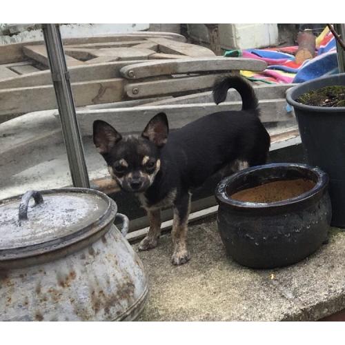 Kc reg male chihuahua puppy