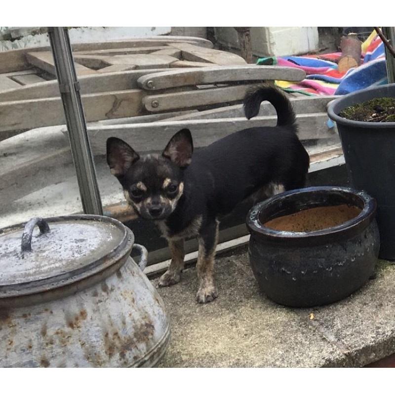 Kc reg male chihuahua puppy